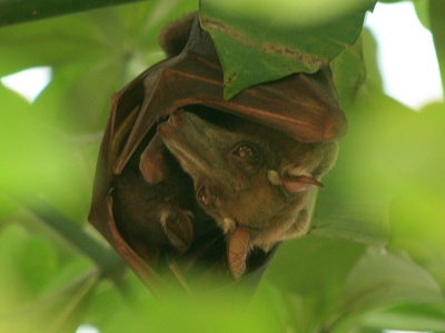 Hammer-headed fruit bat
