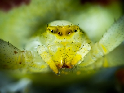 Happy-face spider