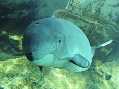 Harbour porpoise