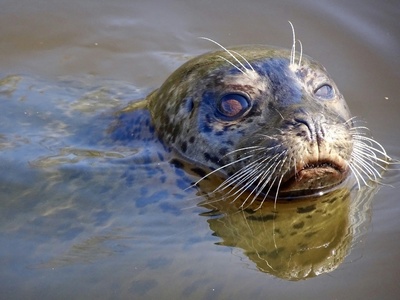 Harbour seal