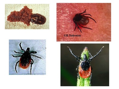 Hard ticks (Hyalomma, Ixodes, Dermacentor)