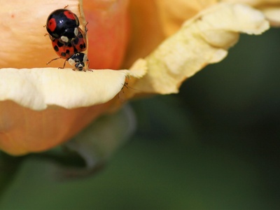 Harlequin ladybird