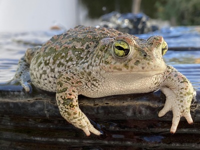 Harlequin toad