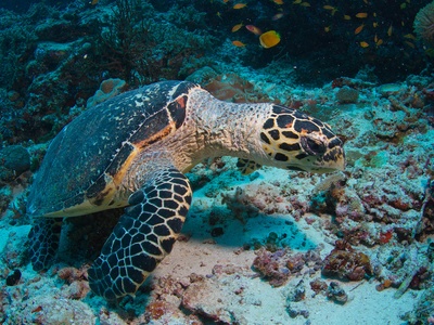 Hawksbill turtle