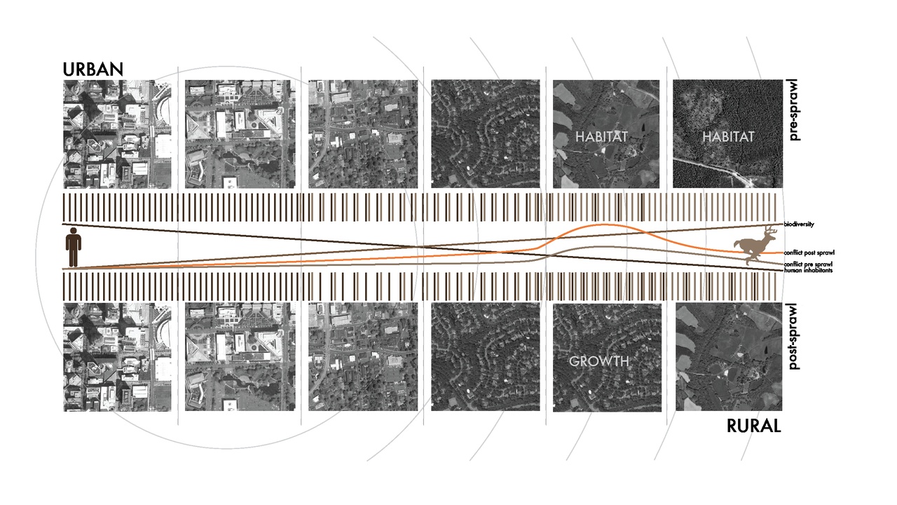 City wildlife interacting with people near a park, illustrating human-wildlife interaction and management