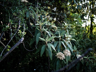 Heath-like shrub (native) – Guadalupe manzanita