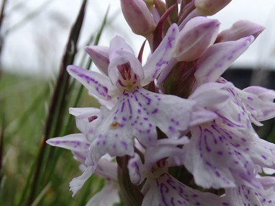 Heath spotted-orchid (Geflecktes Knabenkraut)