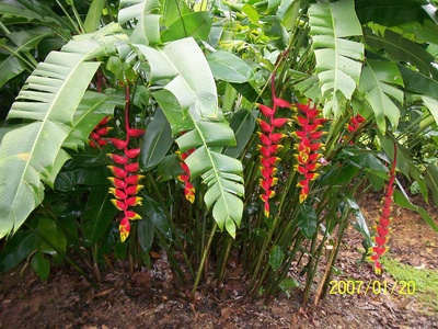 Heliconia