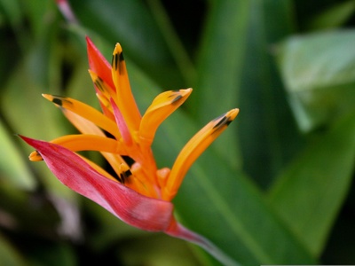Heliconia