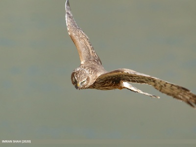 Hen harrier