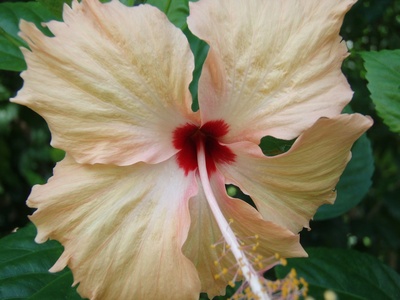Hibiscus (Roselle)