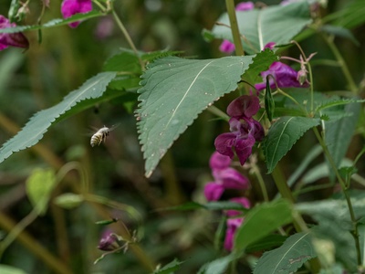 Himalayan balsam
