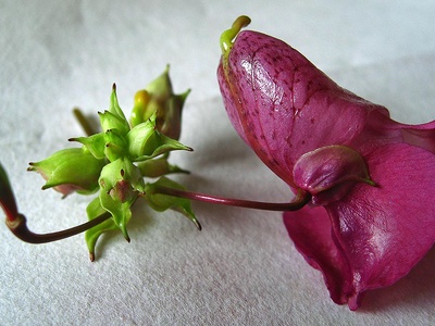 Himalayan balsam (Springkraut)