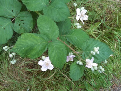 Himalayan blackberry