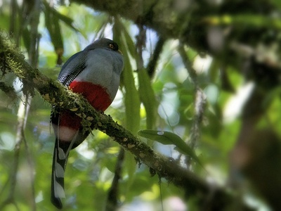 Hispaniolan trogon