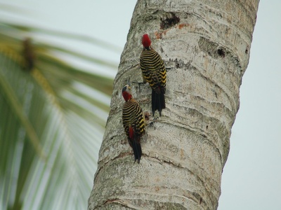 Hispaniolan woodpecker