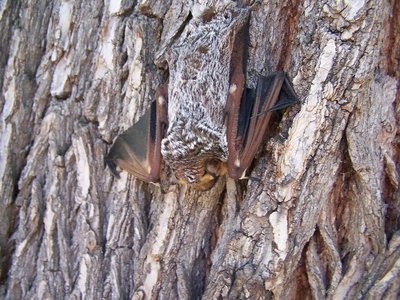 Hoary bat
