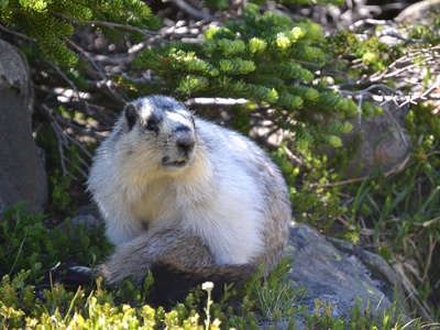 Hoary marmot