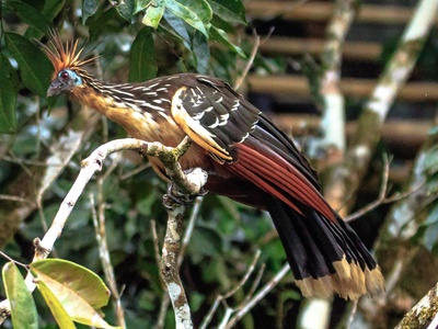 Hoatzin