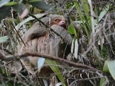Hoffmann's two-toed sloth