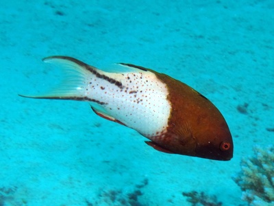 Hogfish