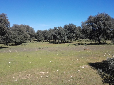 Holm oak