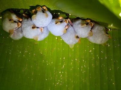 Honduran white bat