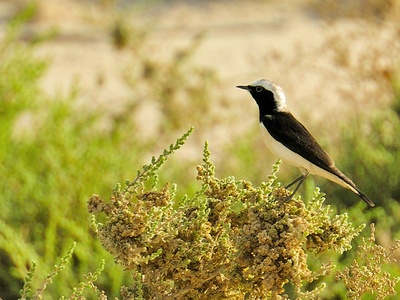 Hooded wheatear