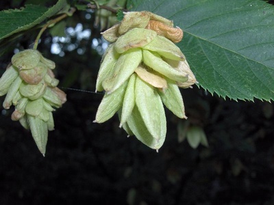 Hop-hornbeam