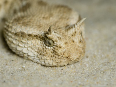 Horned desert viper