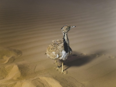 Houbara bustard