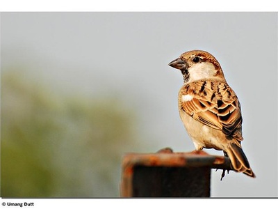 House sparrow