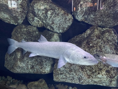 Huchen (Danube salmon)