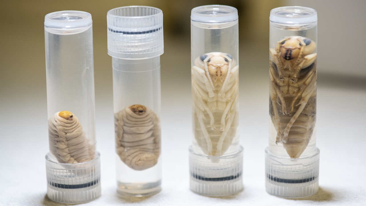 Mosquito control team spraying for invasive disease vectors near a community