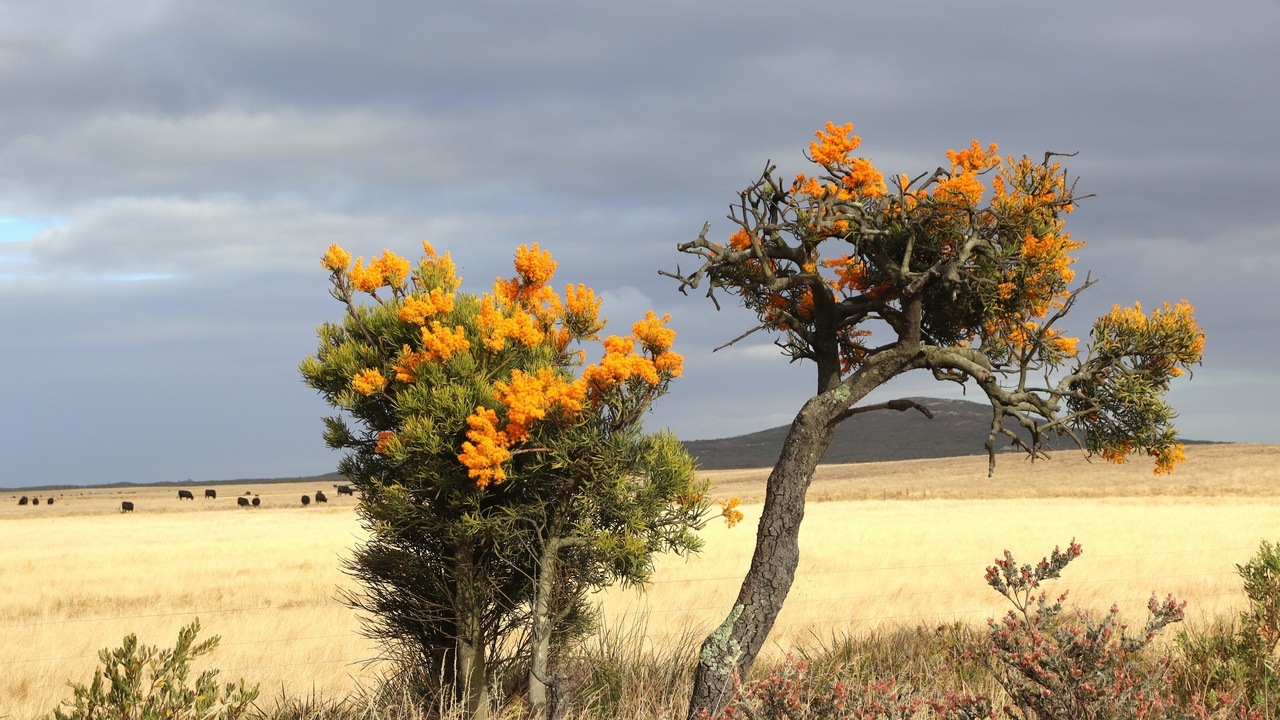Grazing sheep on Mediterranean scrubland with mixed vegetation