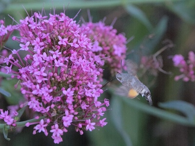 Hummingbird hawk‑moth