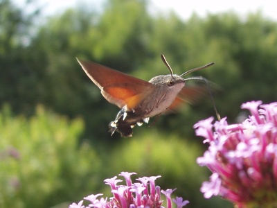 Hummingbird hawkmoth