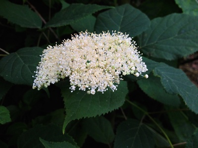 Hydrangea (smooth)