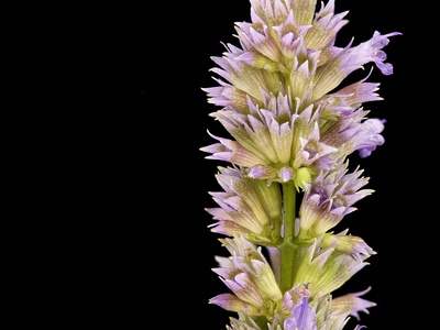 Hyssop
