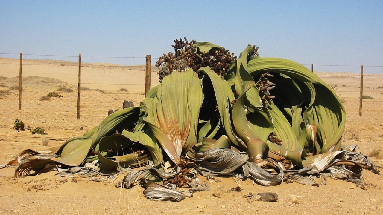 Welwitschia and other iconic endemic plants of the Namib Desert