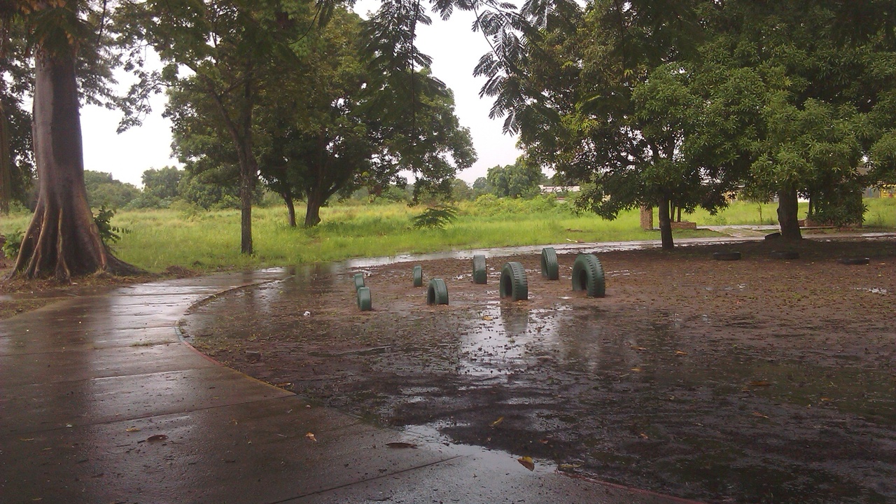 Tall canopy trees in a Venezuelan rainforest