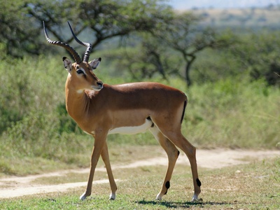 Impala