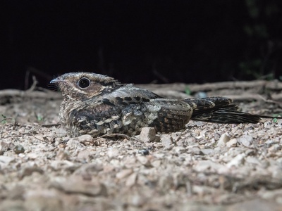 Indian Nightjar