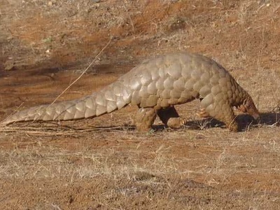 Indian pangolin