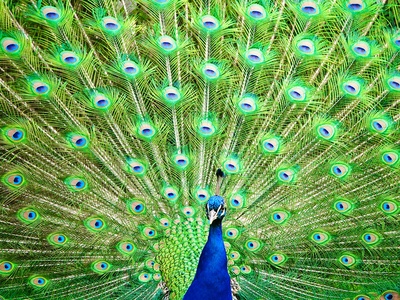 Indian Peafowl