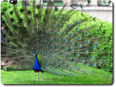 Indian Peafowl (Peacock)