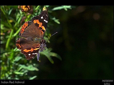 Indian Red Admiral