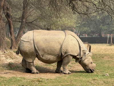 Indian rhinoceros