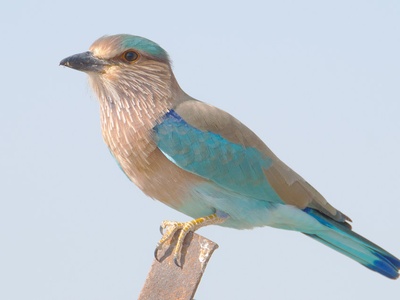 Indian Roller