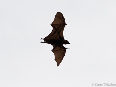 Insular flying fox